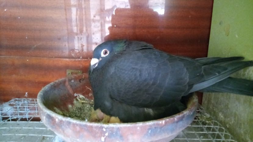 IMG-20220414-WA0013 - 2-2-11-REZULTATE 2022