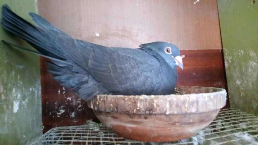 IMG-20220414-WA0014 - 2-2-11-REZULTATE 2022