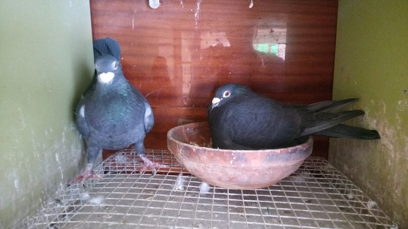 IMG-20220414-WA0017 - 2-2-11-REZULTATE 2022