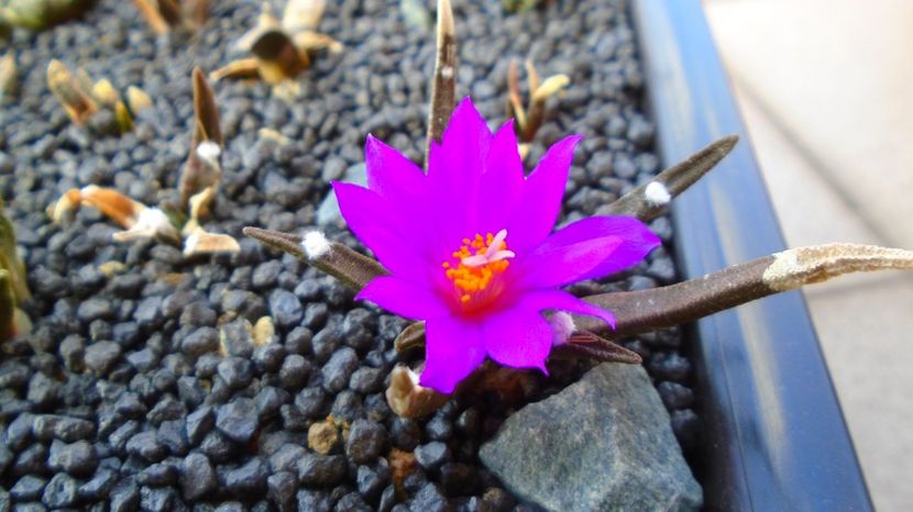 Ariocarpus agavoides - Cactusi 2022 bis