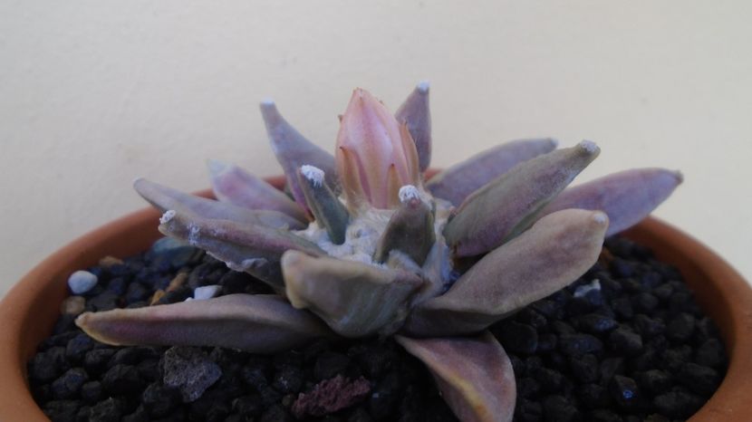 Ariocarpus retusus - Cactusi 2022 bis