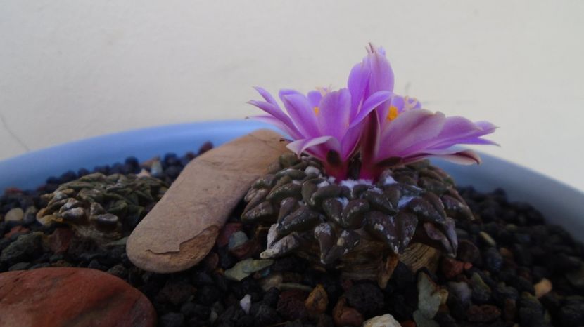 Ariocarpus kotschoubeyanus v. elephantidens - Cactusi 2022 bis