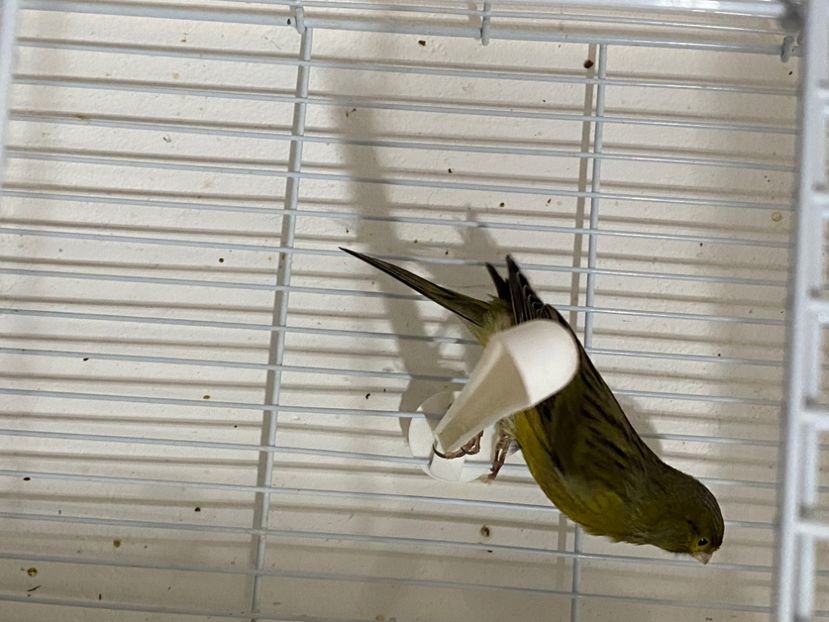 C15B7E27-BE30-43F0-A38A-17213AC376DF - Canari