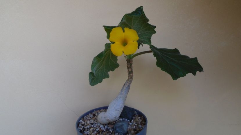 Uncarina roeoesliana - Caudiciforme-pachycaule si bulboase 2022-2023