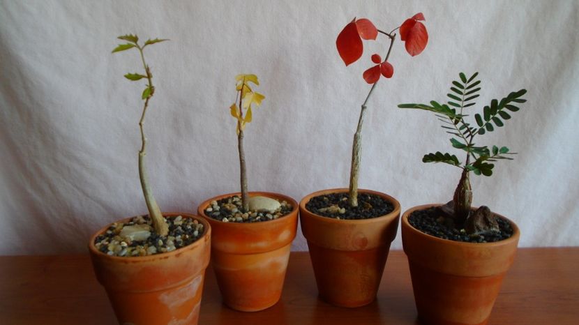 Cyphostemma elephantopus, Adenia olaboensis, Commiphora kataf (orbicularis) & Senna meridionalis - Caudiciforme-pachycaule si bulboase 2022-2023