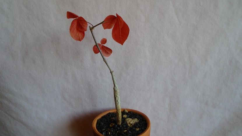 Commiphora orbicularis - Caudiciforme-pachycaule si bulboase 2022-2023