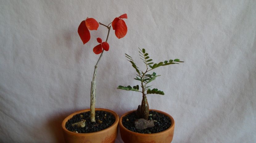 Commiphora orbicularis & Senna meridionalis - Caudiciforme-pachycaule si bulboase 2022-2023
