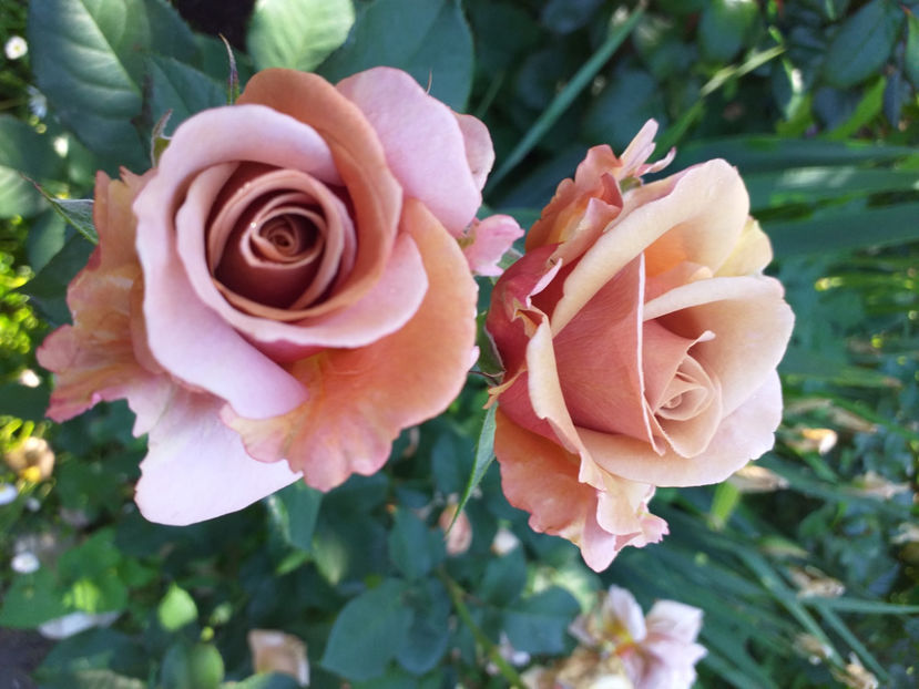  - Primavara - vara 2022-1