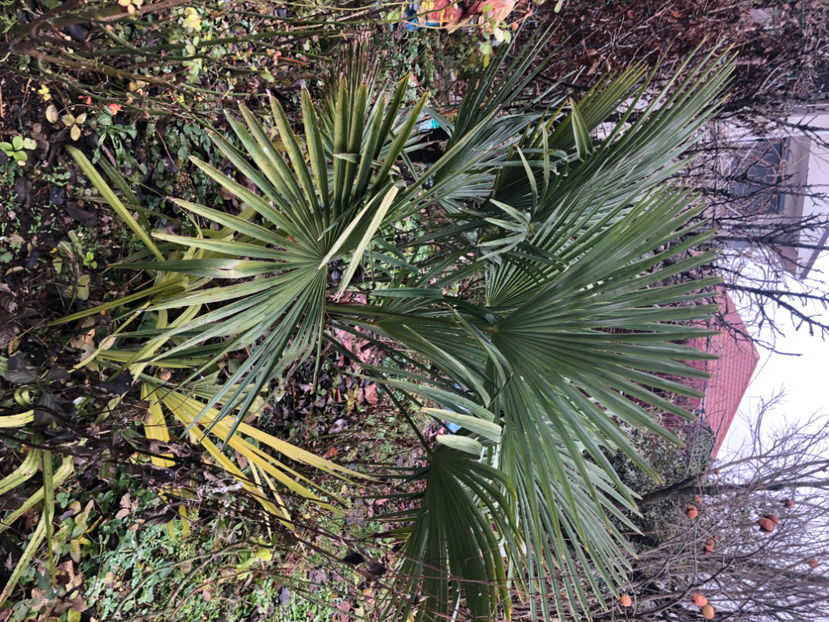  - Primavara - vara 2022-1