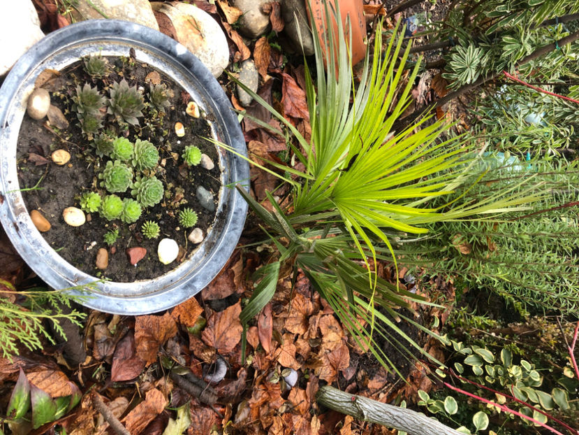  - Primavara - vara 2022-1