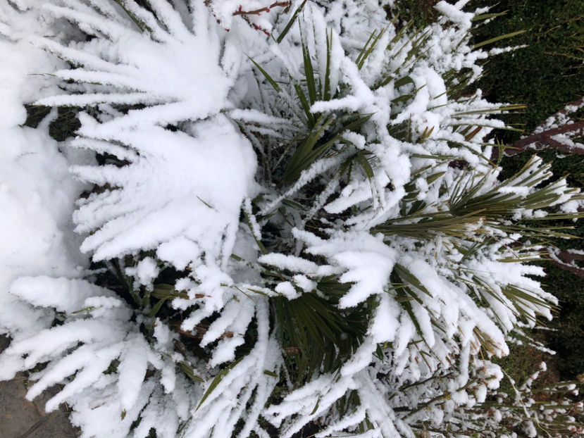  - Primavara - vara 2022-1