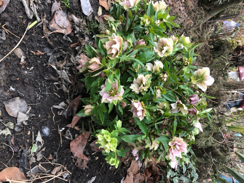  - Primavara - vara 2022-1