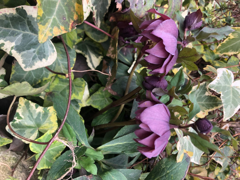  - Primavara - vara 2022-1