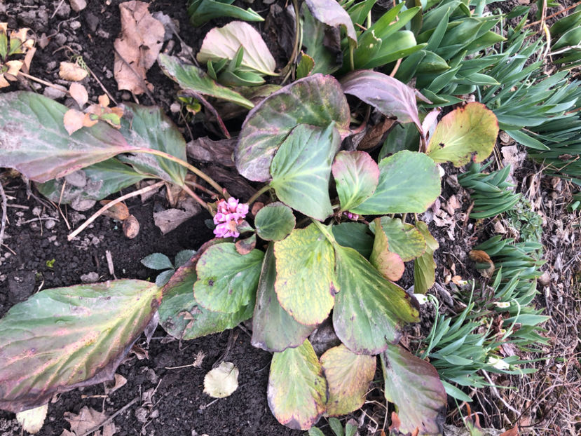  - Primavara - vara 2022-1