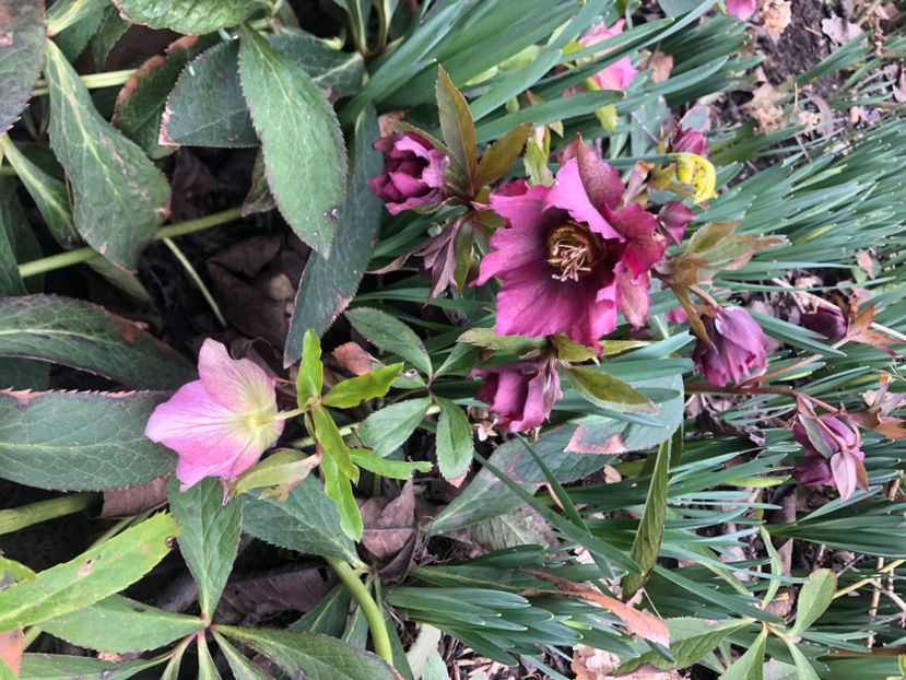  - Primavara - vara 2022-1