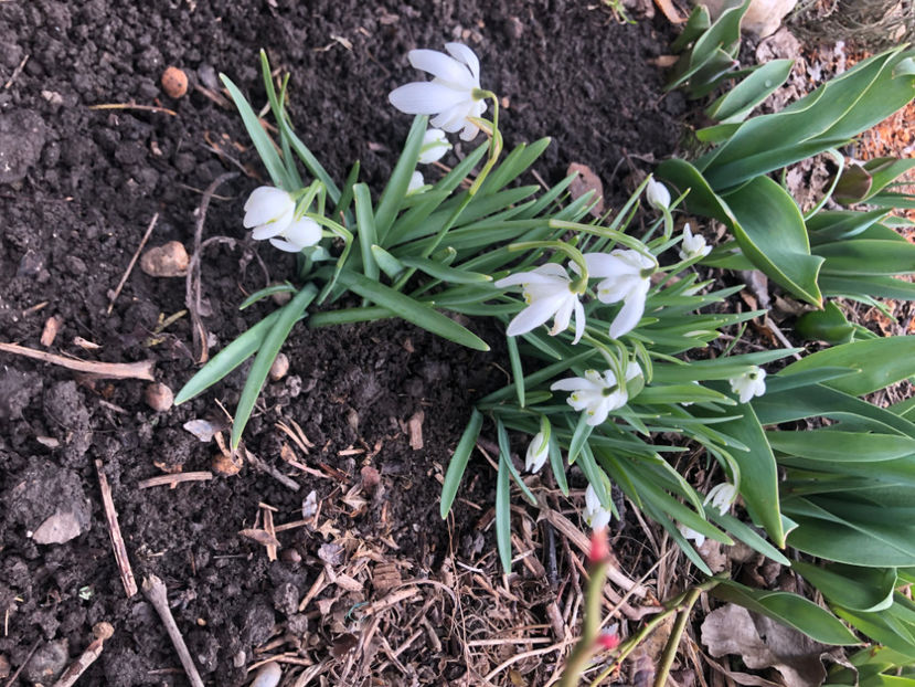  - Primavara - vara 2022-1