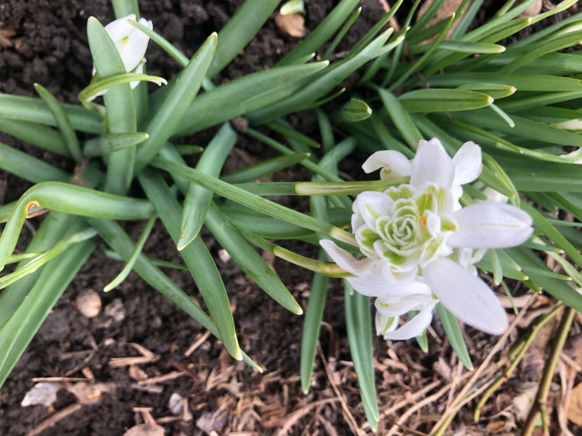  - Primavara - vara 2022-1