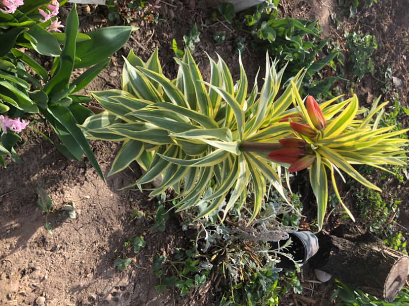  - Primavara - vara 2022-1