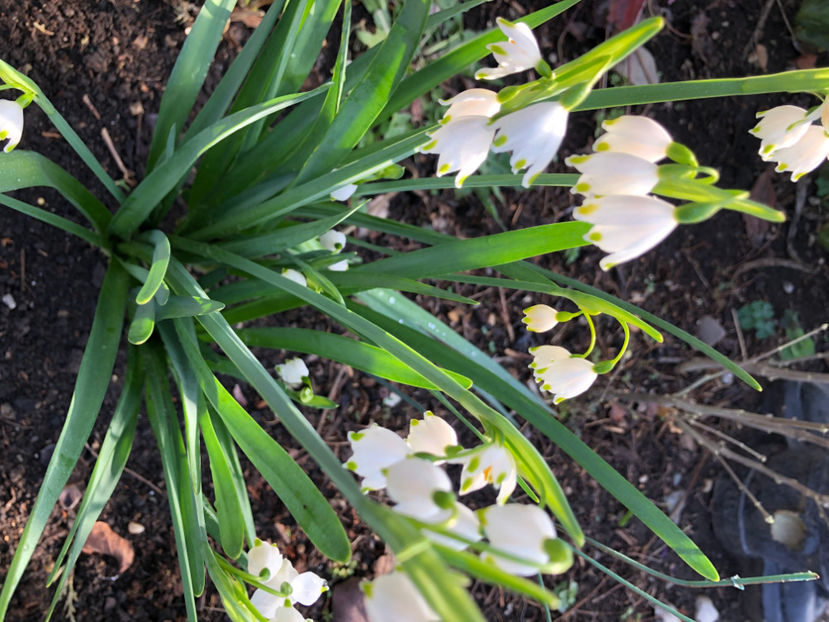  - Primavara - vara 2022-1