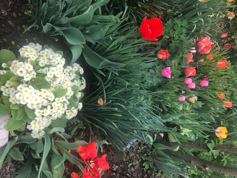  - Primavara - vara 2022-1