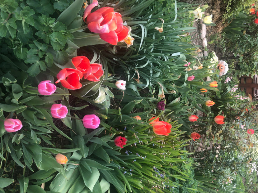  - Primavara - vara 2022-1