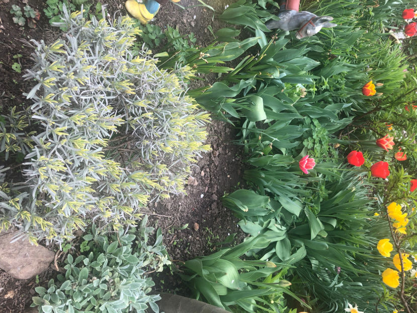  - Primavara - vara 2022-1