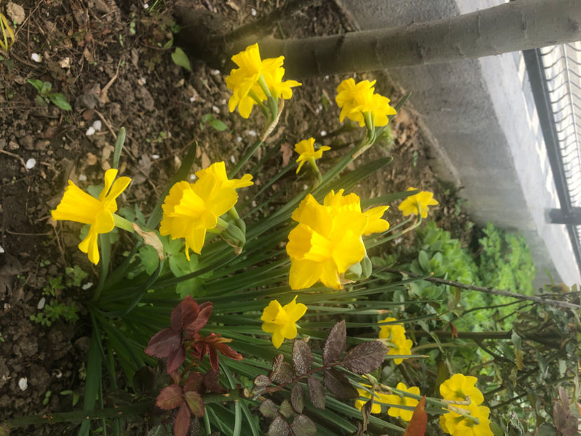  - Primavara - vara 2022-1