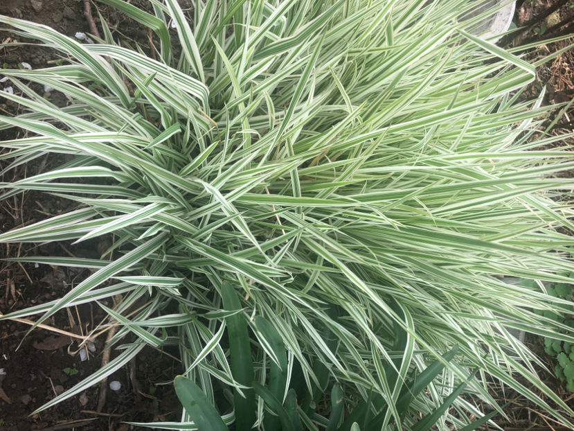  - Primavara - vara 2022-1