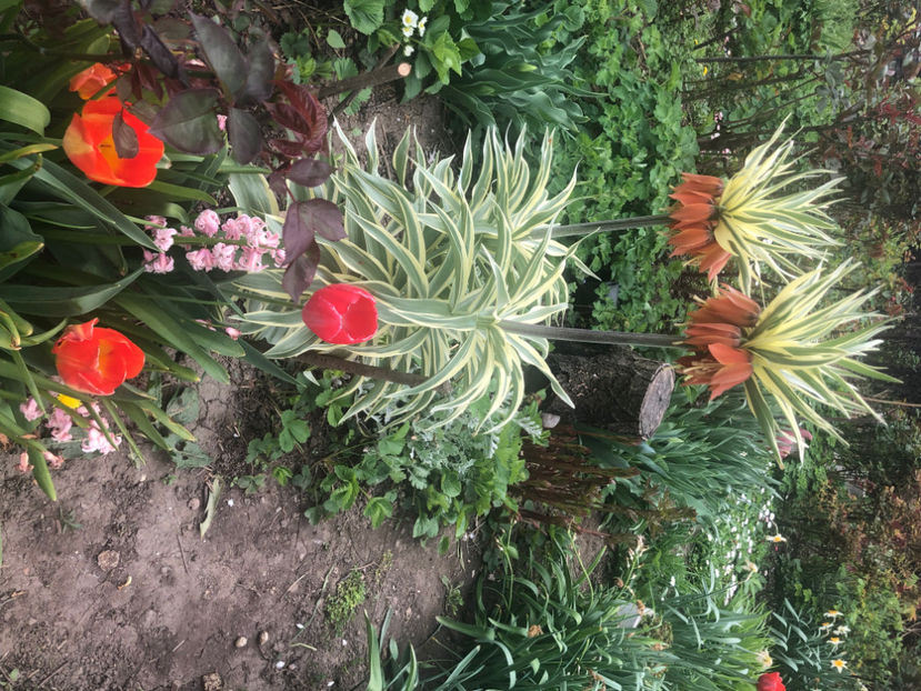  - Primavara - vara 2022-1