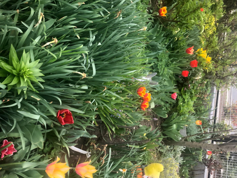  - Primavara - vara 2022-1