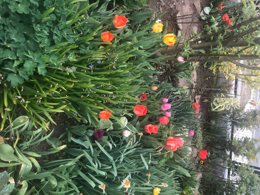  - Primavara - vara 2022-1