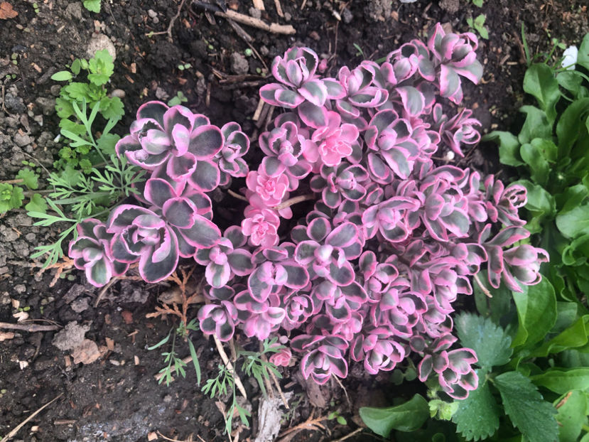  - Primavara - vara 2022-1