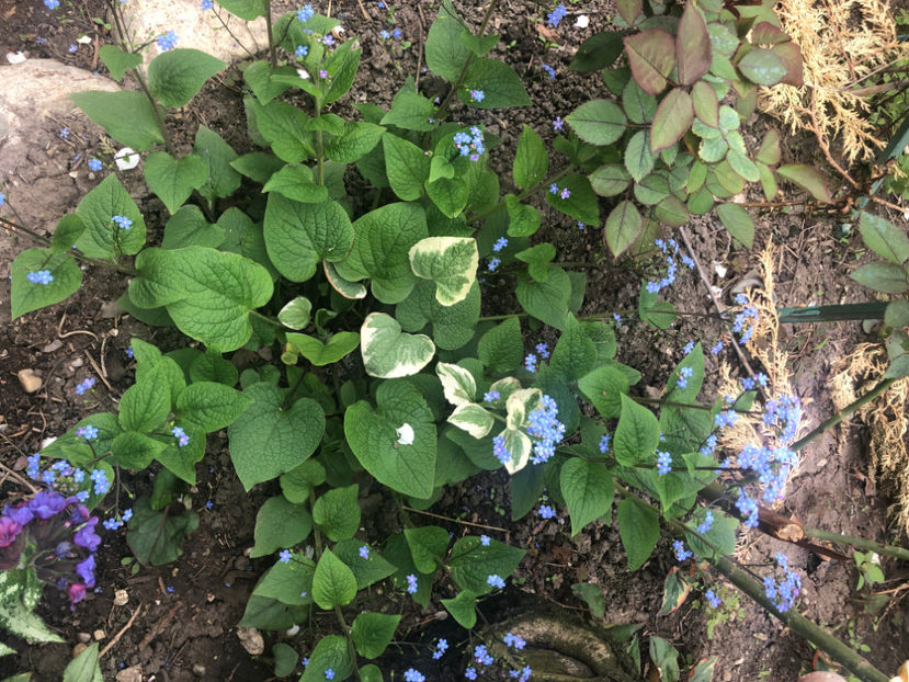  - Primavara - vara 2022-1