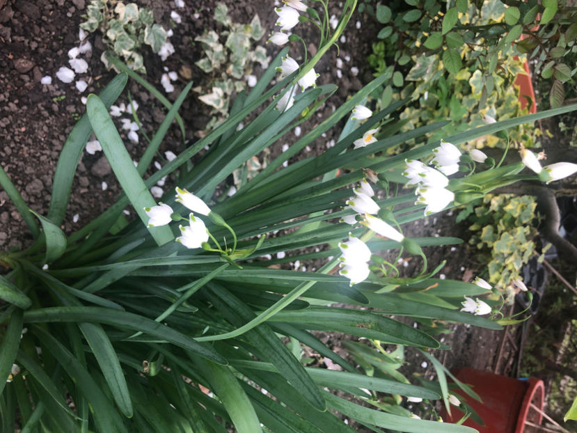  - Primavara - vara 2022-1