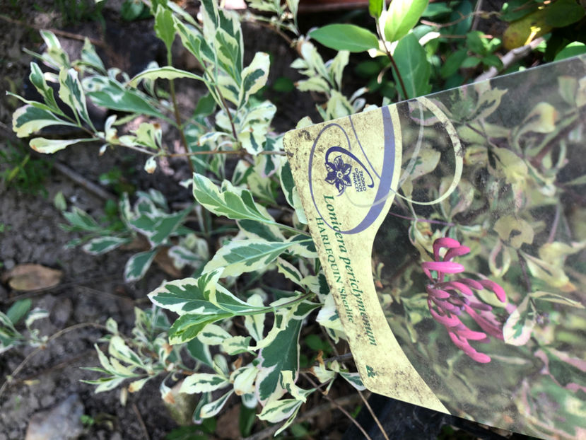  - Primavara - vara 2022-1