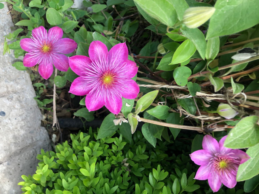  - Primavara - vara 2022-1