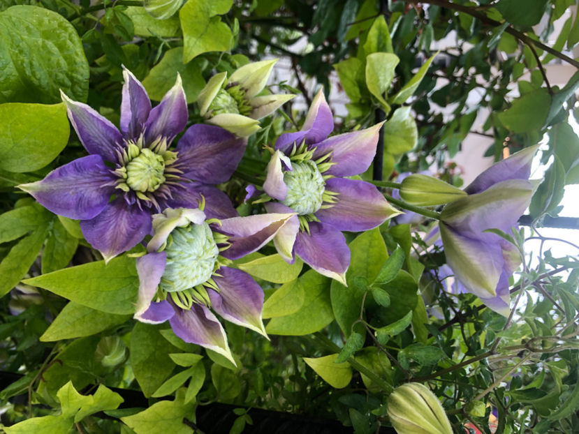  - Primavara - vara 2022-1