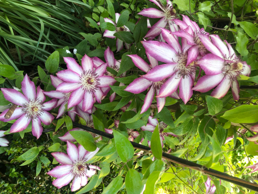  - Primavara - vara 2022-1