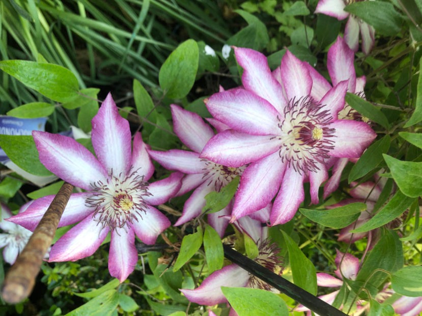  - Primavara - vara 2022-1