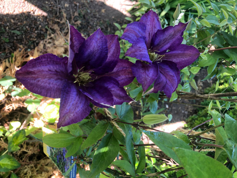  - Primavara - vara 2022-1