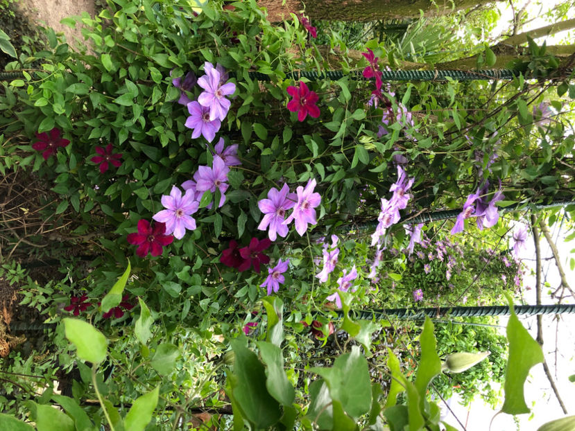  - Primavara - vara 2022-1