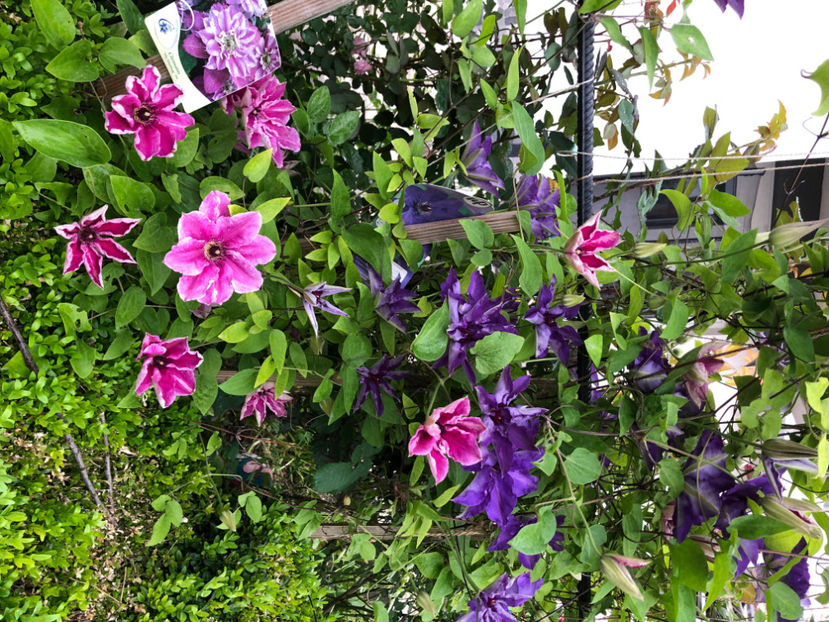  - Primavara - vara 2022-1