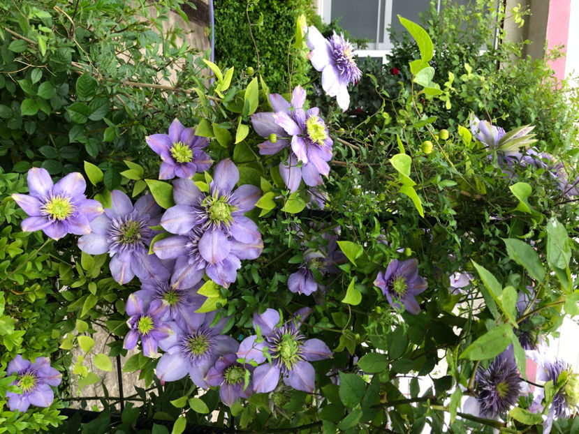  - Primavara - vara 2022-1