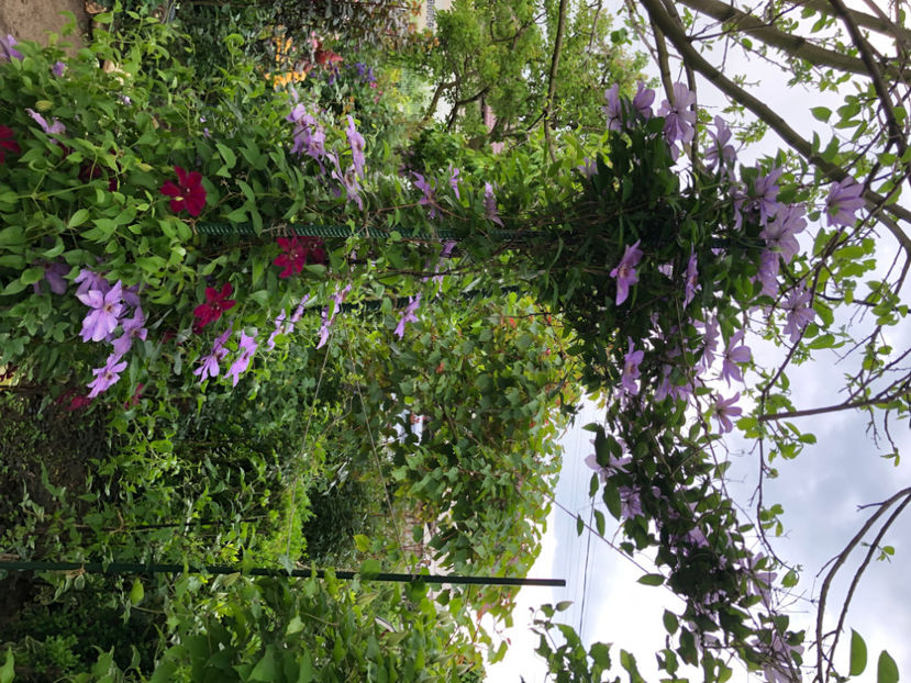  - Primavara - vara 2022-1