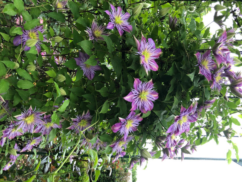  - Primavara - vara 2022-1