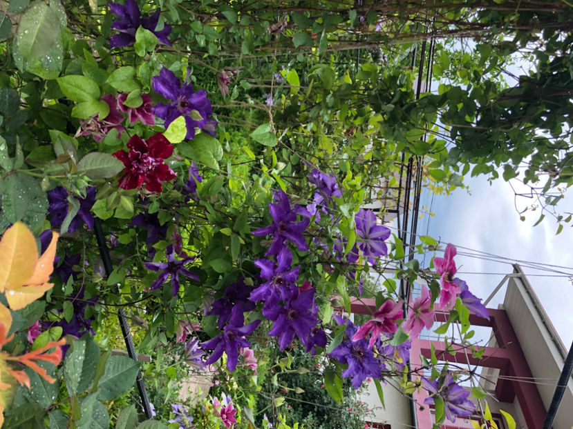  - Primavara - vara 2022-1