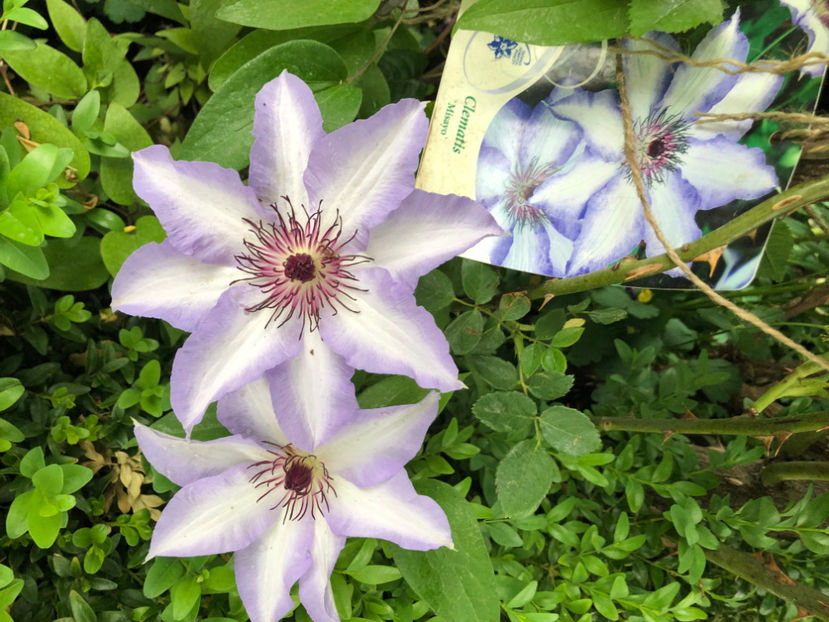  - Primavara - vara 2022-1