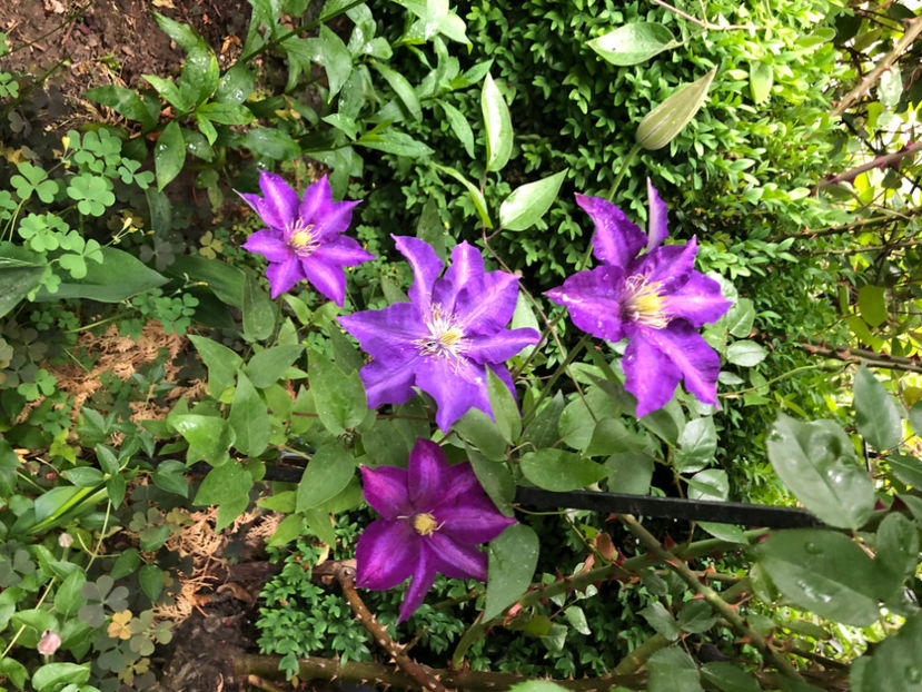  - Primavara - vara 2022-1