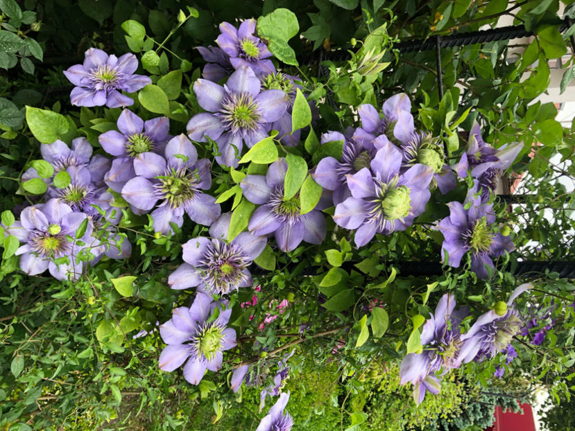  - Primavara - vara 2022-1