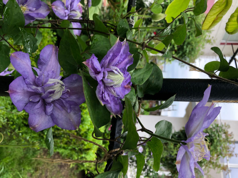  - Primavara - vara 2022-1